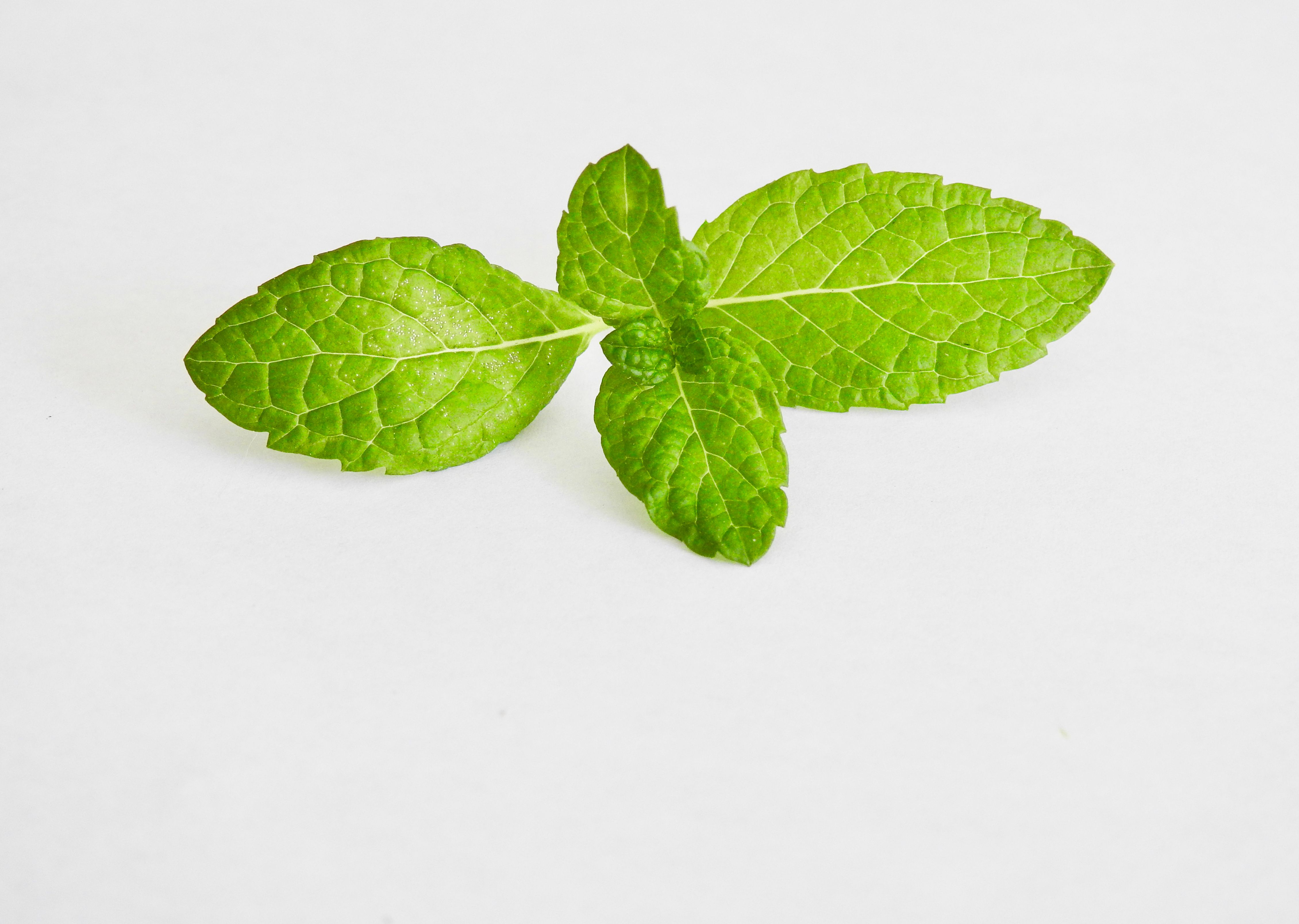 Fresh mint leaves on a white surface